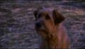 dr dolittle 3-avi_389.jpg